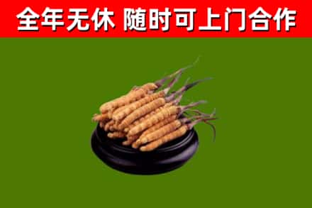 固原烟酒回收冬虫夏草.jpg