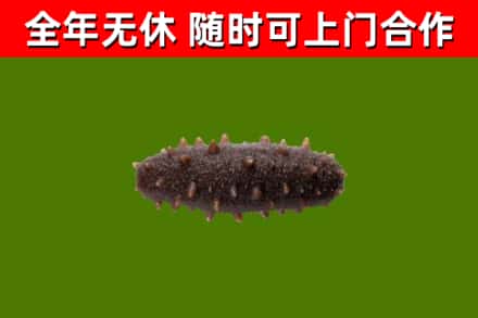 固原烟酒回收干海参.jpg